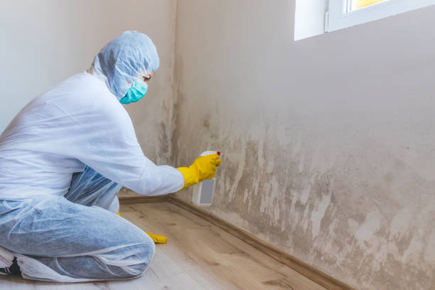 Licensed Attic Mold Removal service in Spruce Creek, PA - WQB Mold Removal